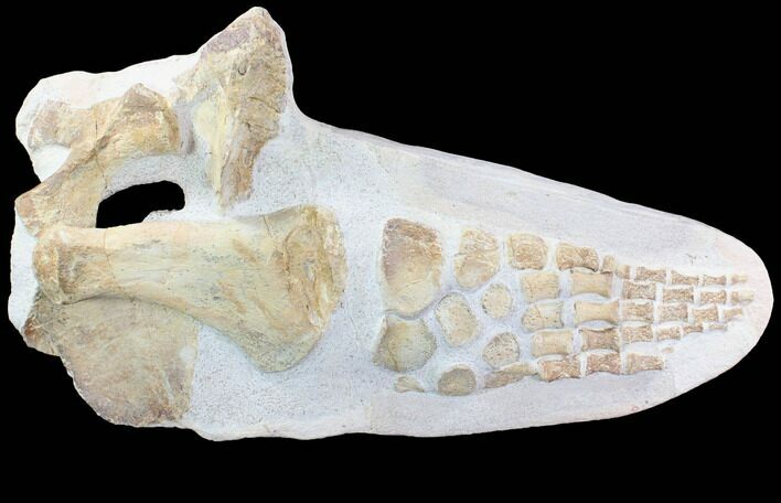 Fossil Plesiosaur Paddle - Goulmima, Morocco #86377